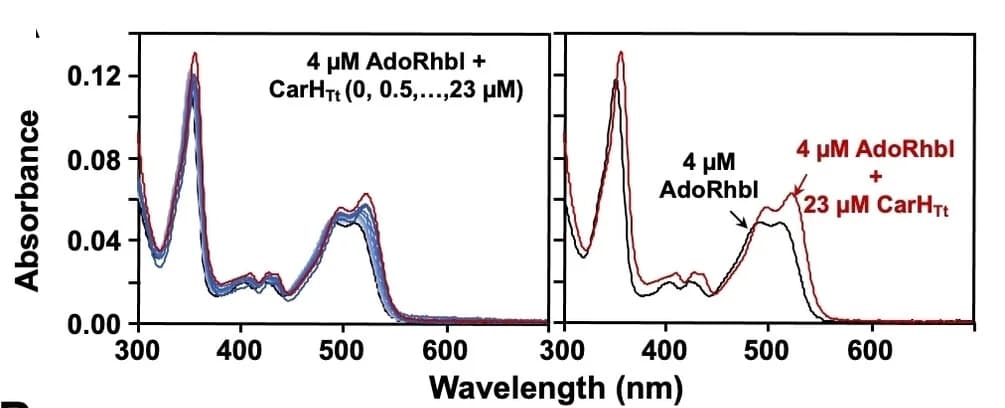 Open access visualization of Line Plot, UV/Visible Spectra, AdoRhbl, CarHTt, Titration