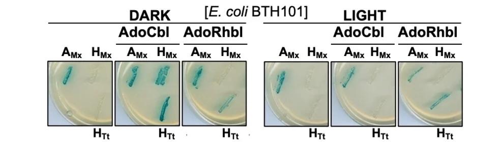 Open access visualization of Photo, Two-Hybrid Analysis, E. Coli Cells, CarH Fusions, LB Agar Plates