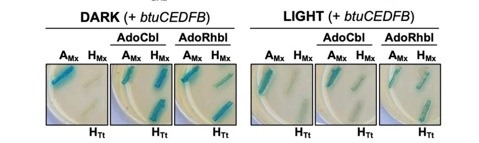 Open access visualization of Photo, Two-Hybrid Analysis, LB Agar Plates, pBAD42-btuCEDFB, X-Gal