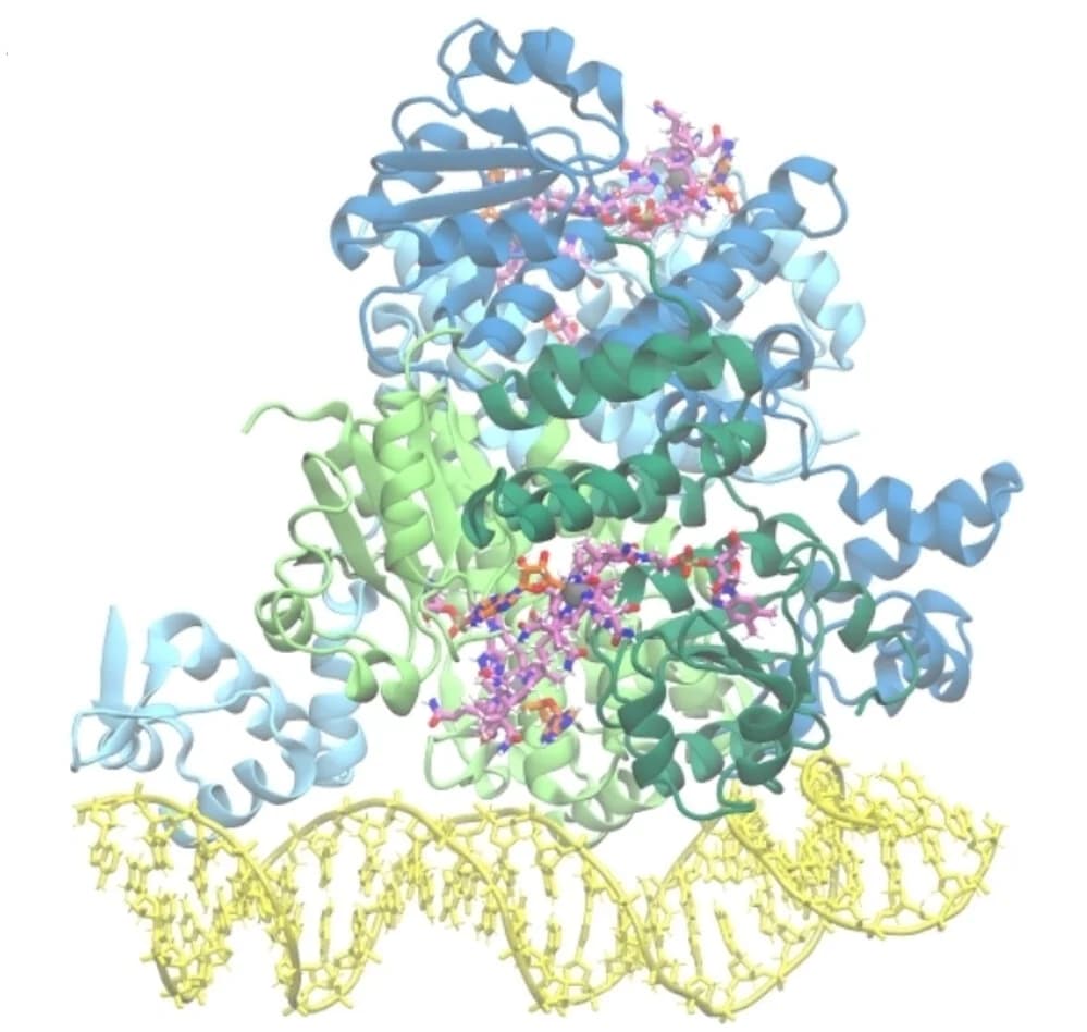 Open access visualization of Protein Structure, Chemical Structure, AdoRhbl-CarHTt-DNA Model, AdoCbl-CarHTt-DNA Crystal Structure, Protomer