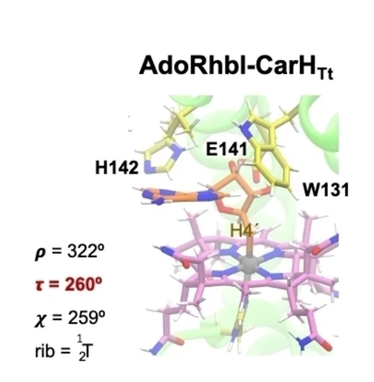 Open access visualization of Protein Structure, Chemical Structure, CarHTt Binding Site, Ado, Protein Backbone