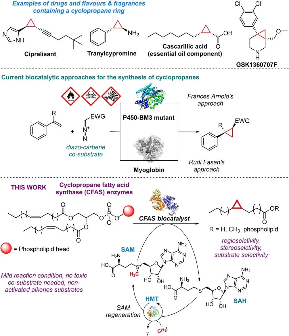 Open access visualization of Workflow, Illustration, Chemical Structure, Biocatalytic Cyclopropanation, Methodologies