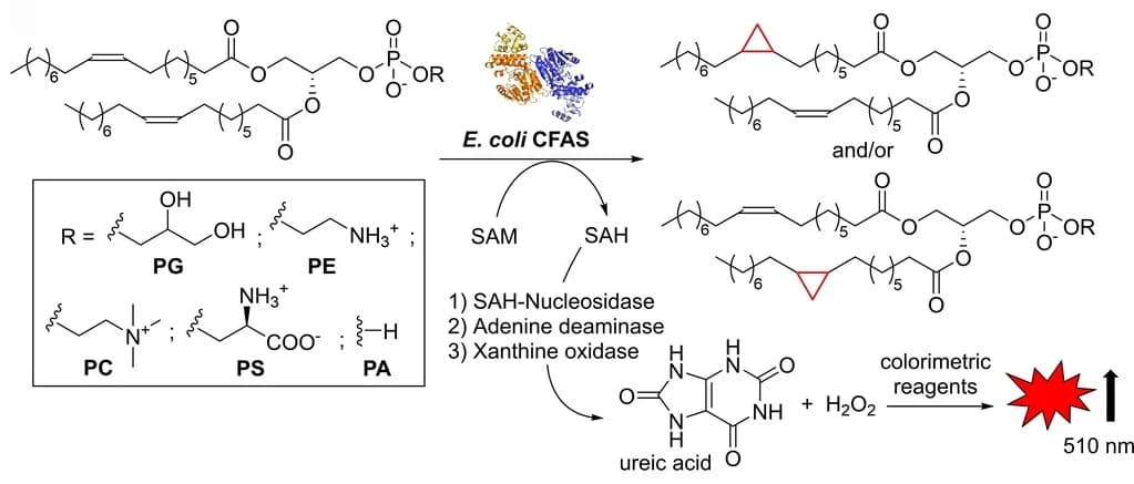 Open access visualization of Workflow, Illustration, Methyltransferase, Colourimetric Assay, ecCFAS