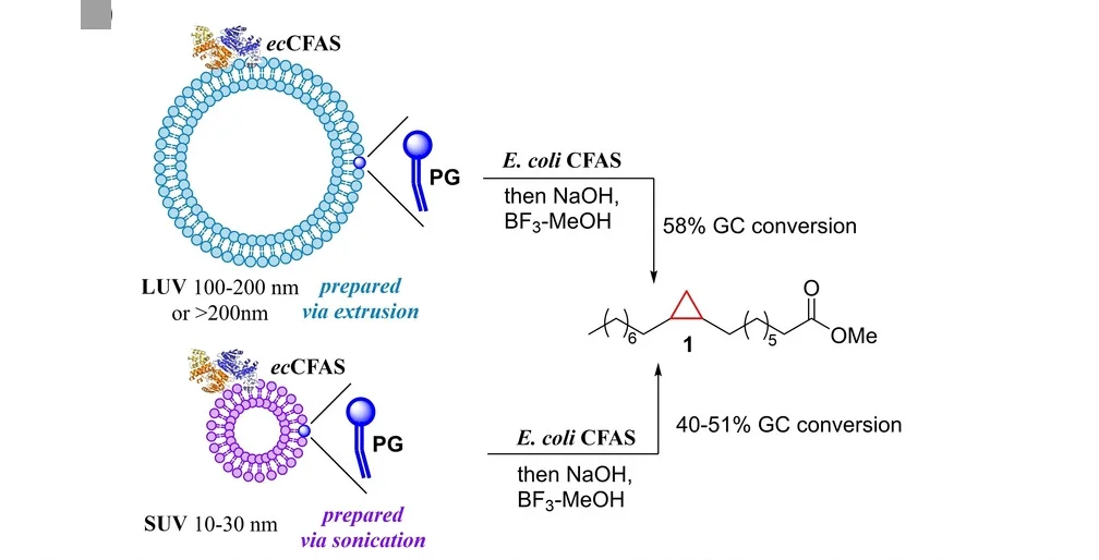 Open access visualization of Workflow, Illustration, PG Vesicles, LUV, SUV