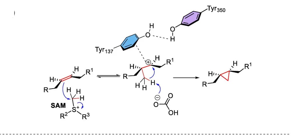 Open access visualization of Chemical Structure, ecCFAS, Mechanism, Tyr137 Residue, Tyr350 Residue