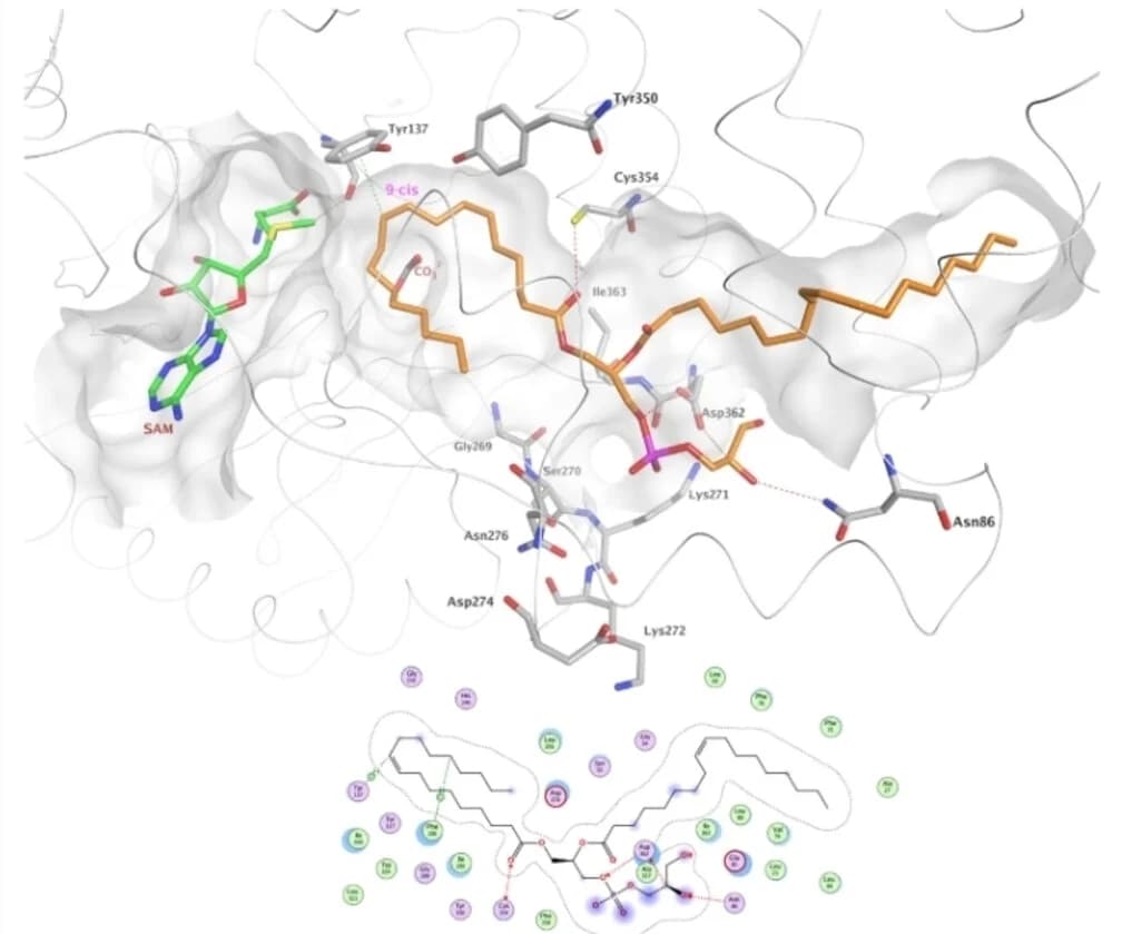 Open access visualization of Protein Structure, Illustration, Binding Modes, PG, WTecCFAS