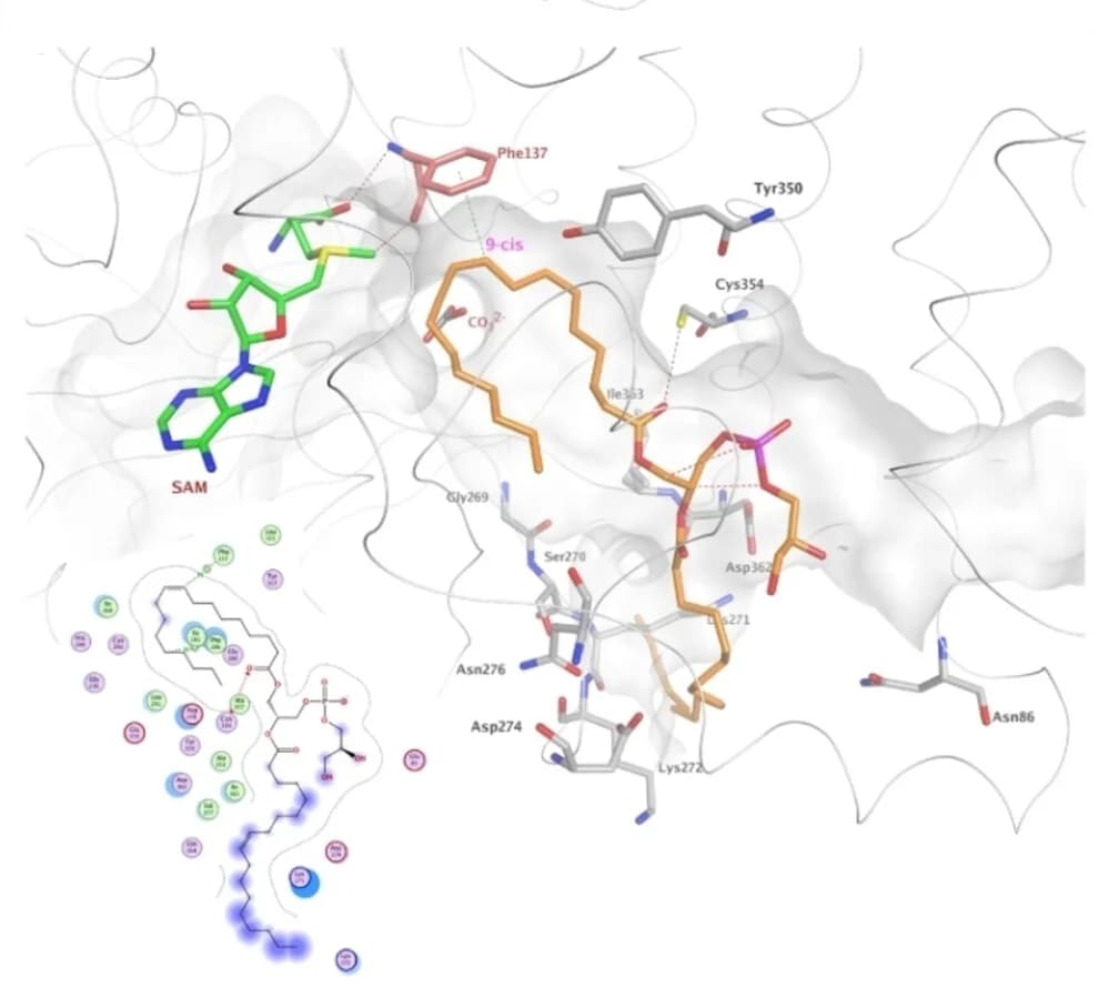 Open access visualization of Protein Structure, Chemical Structure, Binding Modes, PG, Mutant Y137F