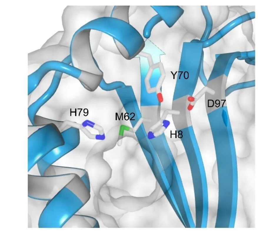 Open access visualization of Protein Structure, 3D Plot, Catalytically Active Residues, SilE-R