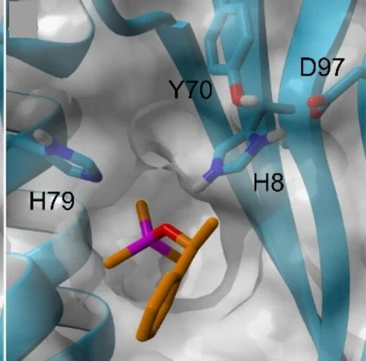 Open access visualization of Protein Structure, Chemical Structure, SilE-R, TMS-(R)-1-phenylethanol, TMS-(S)-1-phenylethanol