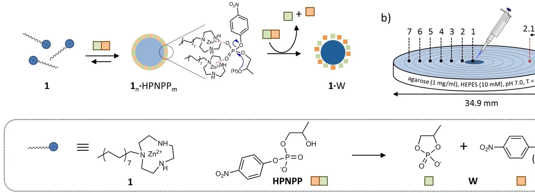 Open access visualization of Workflow, Illustration, Chemical Structure, Substrate-Induced Self-Assembly, Cooperative Catalysis