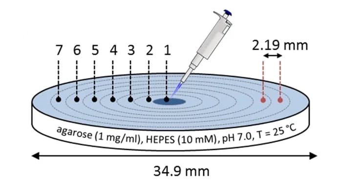 Open access visualization of Illustration, Workflow, Experimental Setup, Local Activation, Gel Electrophoresis