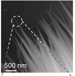 Open access visualization of Microscopy, SEM images, Mn SA-CoP NNs