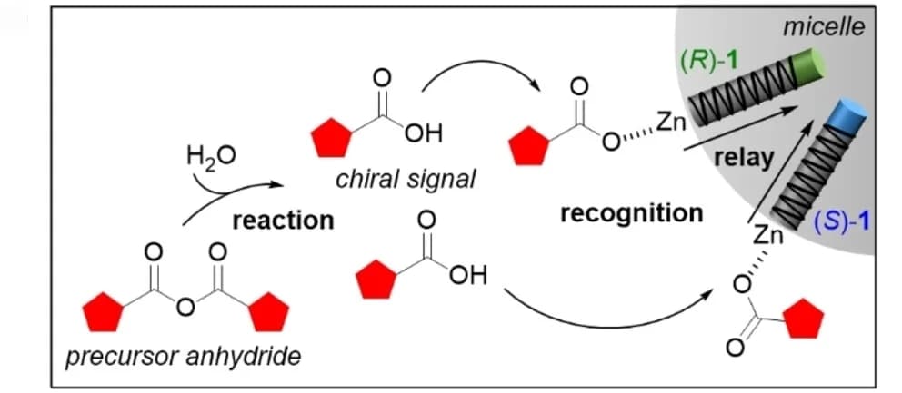 Open access visualization of Workflow, Illustration, Synthetic Receptors, Micelle, Anhydride Hydrolysis