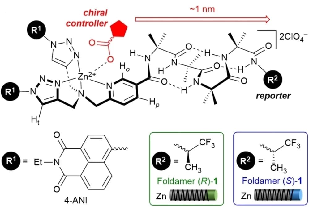 Open access visualization of Chemical Structure, Aib Foldamers, Zinc(II), BTPA Binding Pocket, Carboxylate