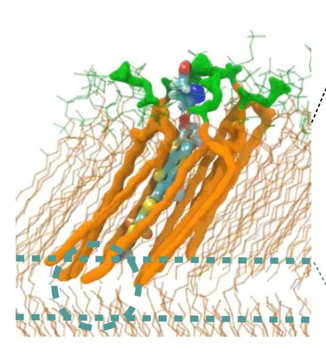 Open access visualization of Protein Structure, Chemical Structure, Computational Model, Flippers, Membranes