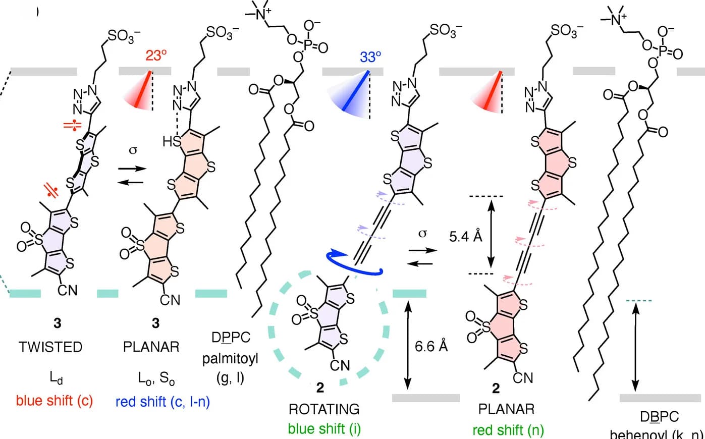 Open access visualization of Chemical Structure, Illustration, Membranes, DPPC, Tilting Disorder