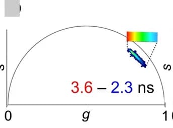 Open access visualization of Scatter Plot, Phasor Plots, FLIM Images, GUVs, 1Y-Flipper1