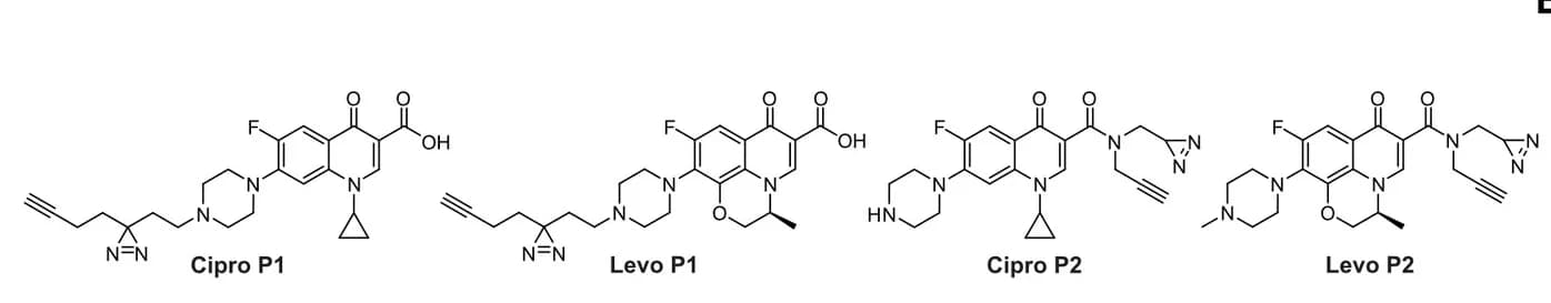 Open access visualization of Chemical Structure, FQ-Derived Affinity Probes, Ciprofloxacin, Levofloxacin