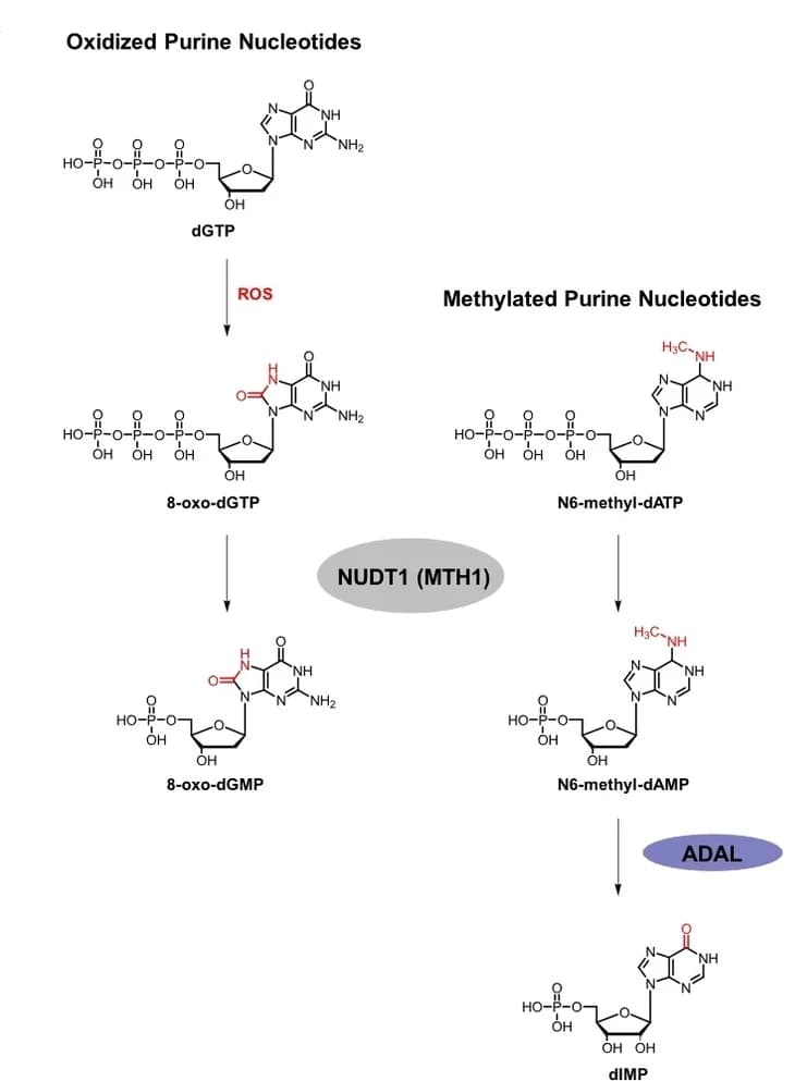 Open access visualization of Workflow, Chemical Structure, Illustration, NUDT1, ADAL1