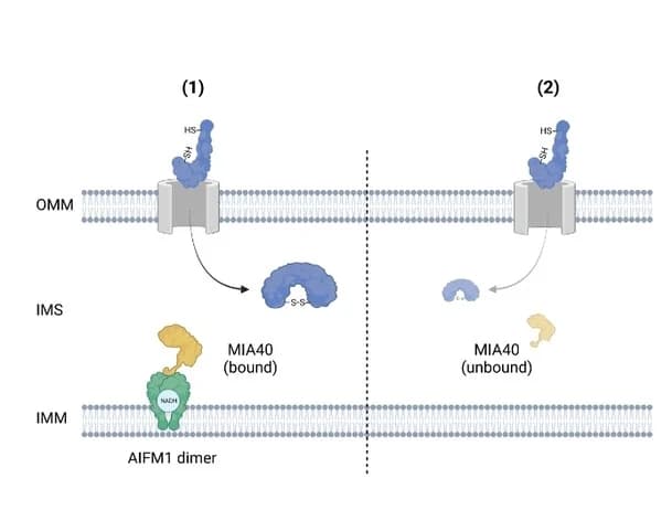Open access visualization of Workflow, Illustration, AIFM1, MIA40, NADH-dependent Dimerization