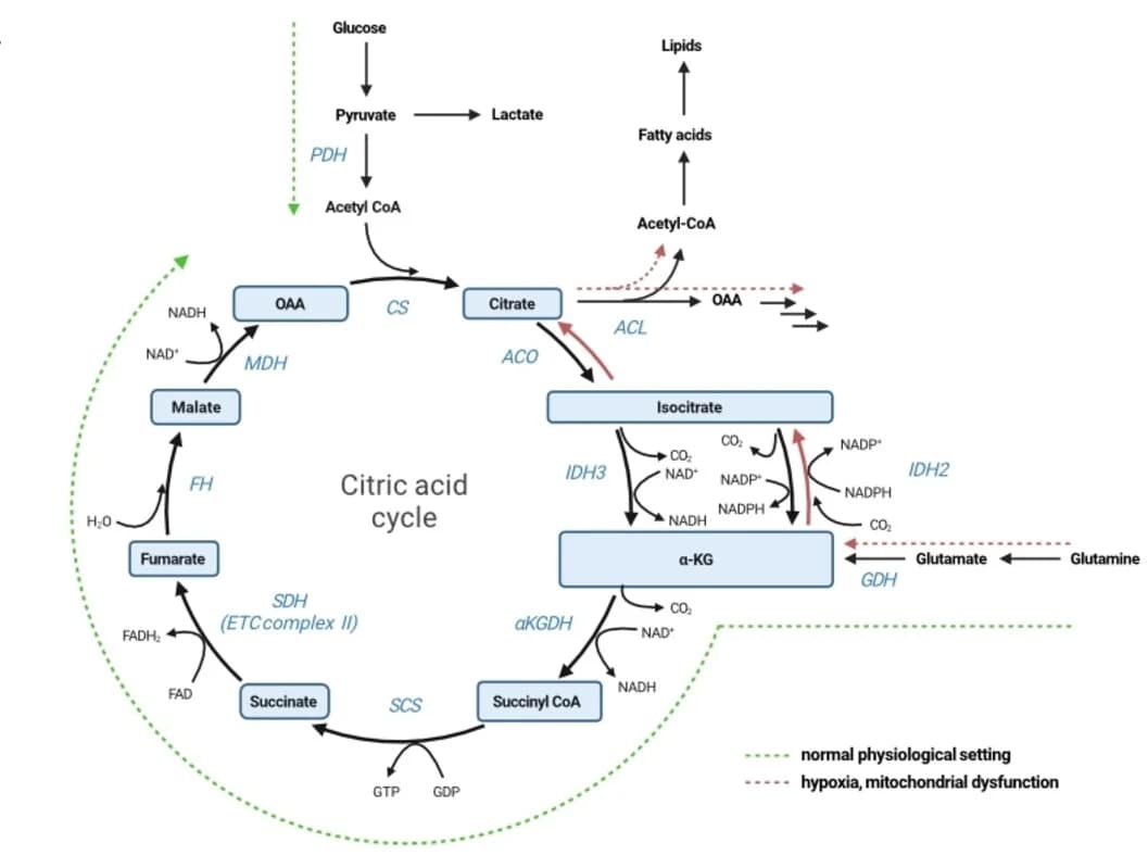 Open access visualization of Workflow, Pathway, IDH2, Isocitrate, α-ketoglutarate