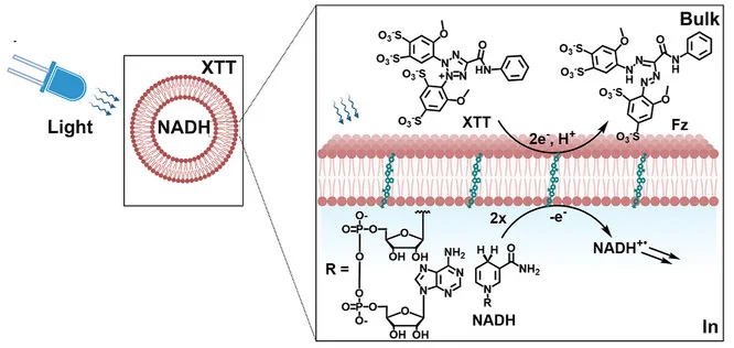 Open access visualization of Illustration, Chemical Structure, Electron Transfer, Lipid Bilayer, NADH