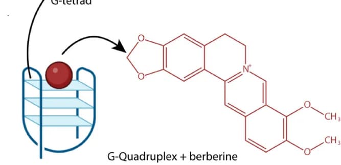Open access visualization of Chemical Structure, Berberine, Alkaloid, Isoquinoline