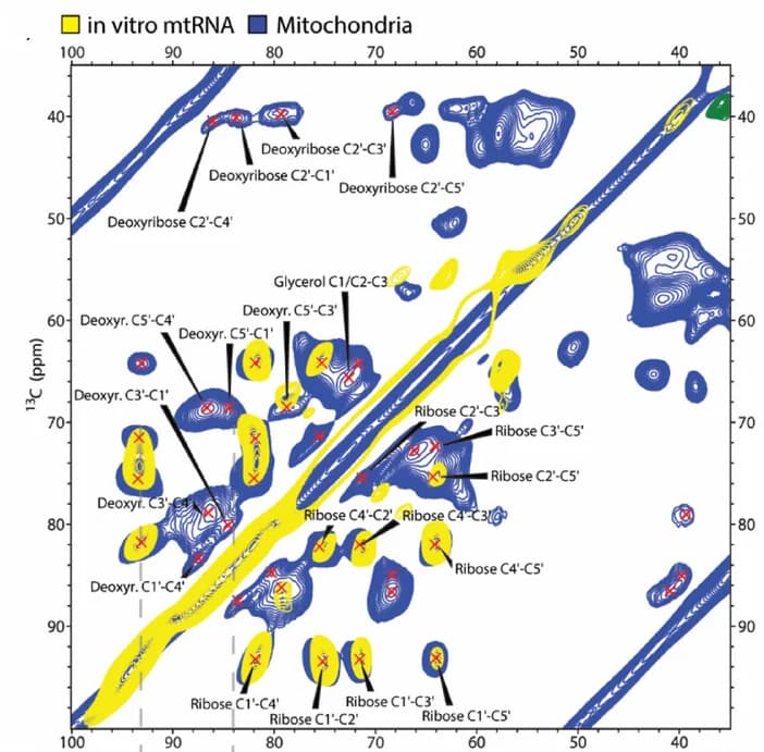 Open access visualization of Heatmap, Spectrogram, ssNMR Spectra, Mitochondria, mtRNA