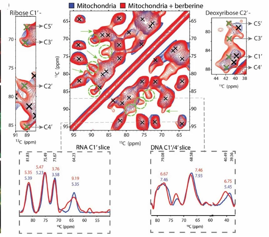 Open access visualization of Heatmap, Line Plot, 13C-13C PDSD DNP-ssNMR, Mitochondria, Berberine