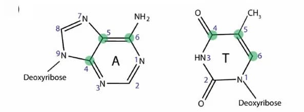 Open access visualization of Chemical Structure, Purine, Pyrimidine, Chemical Representation, 13C-13C PDSD Spectrum