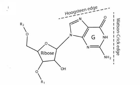 Open access visualization of Chemical Structure, Guanosine Residue, Chemical Representation, Watson-Crick Interactions, Hoogsteen Interactions