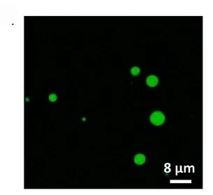 Open access visualization of Microscopy, Fluorescein, Coacervate Droplets