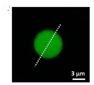 Open access visualization of Microscopy, Fluorescence Intensity, Analysis