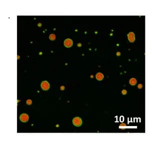Open access visualization of Microscopy, CLSM Images, DMPC, Phospholipid Membrane, Coacervates