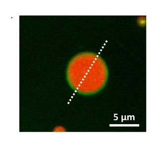 Open access visualization of Microscopy, Cross-Section Analysis, Coacervate, DMPC, Surface Location