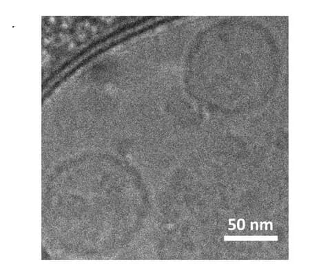 Open access visualization of Microscopy, Azo-Psomes, Cryo-TEM, AF4-LS, Light Scattering