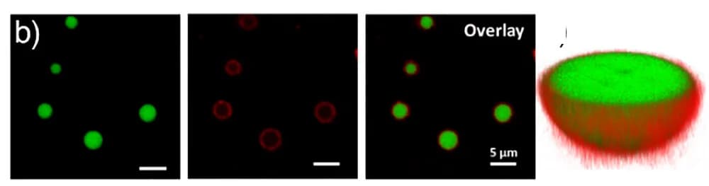 Open access visualization of Microscopy, 3D Plot, 3D Confocal Image, Azo-Psomes, Coa@DMPC