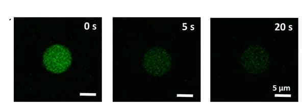 Open access visualization of Microscopy, In Situ Fluorescence, FITC, Coa@DMPC, GOx