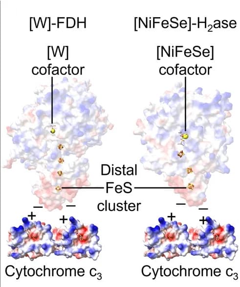 Open access visualization of Protein Structure, Chemical Structure, Electrostatic Interaction, DvH [W]-FDH, Cytochrome c3
