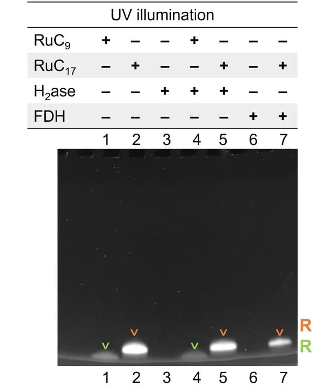 Open access visualization of Gel, SDS-PAGE, Protein Samples, UV Illumination, RuC9