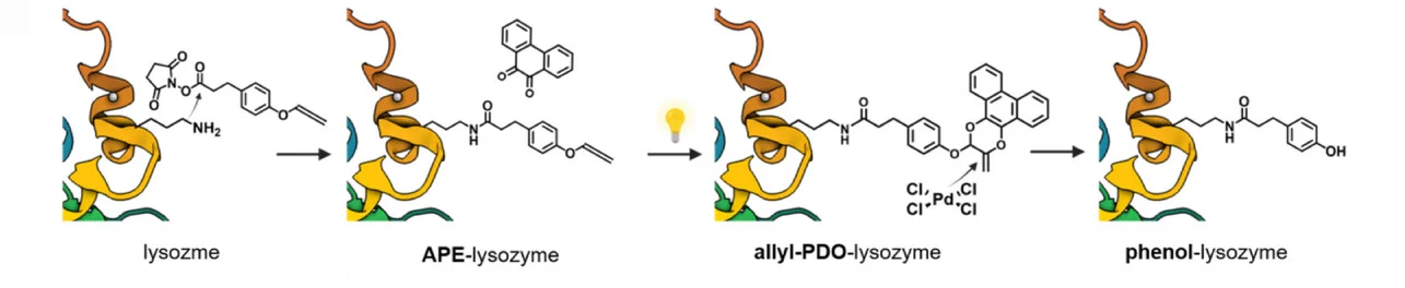 Open access visualization of Workflow, Chemical Structure, Photoligation, APEmotif, PQ