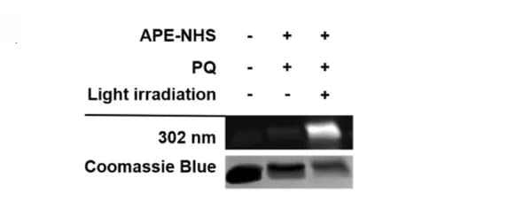 Open access visualization of Gel, In-Gel Fluorescence, Lysozyme, APEmotif, PQ