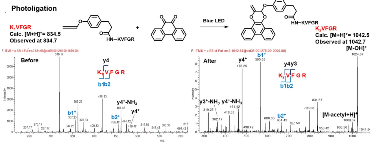 Open access visualization of Line Plot, LC-MS/MS, Photoligation, N-acetylated Peptide, KVFGR