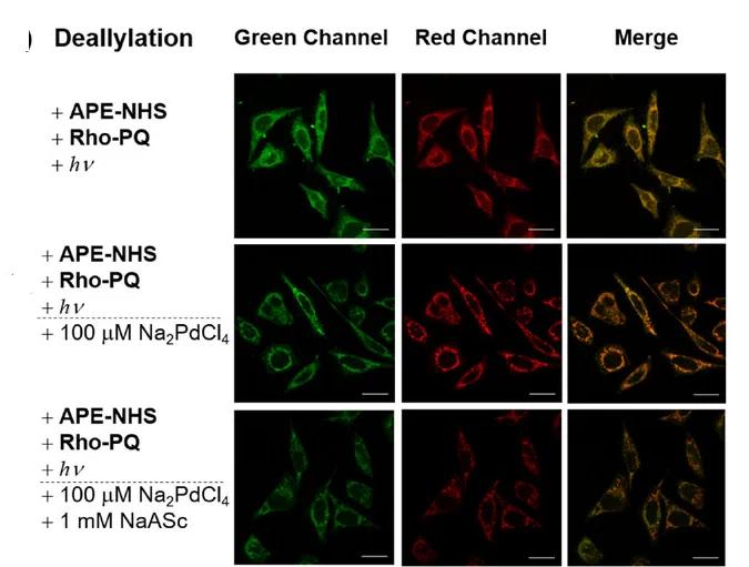 Open access visualization of Microscopy, CLSM Images, Intracellular Deallylation, Na₂PdCl₄, NaAsc