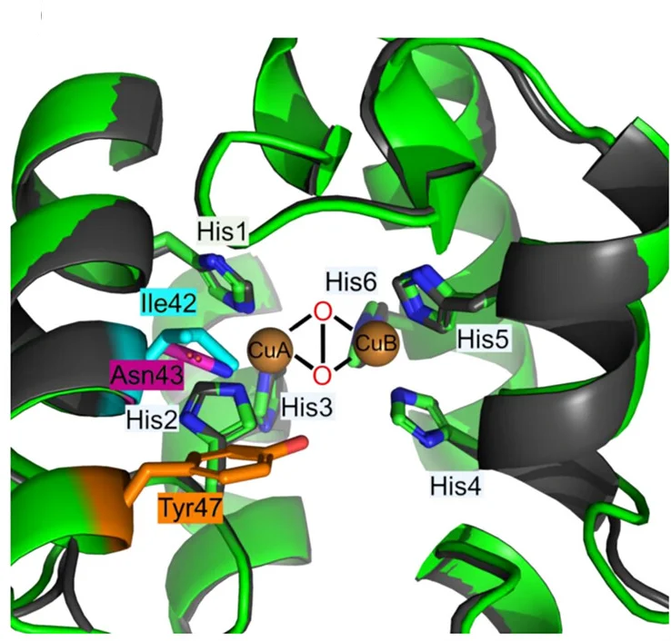 Open access visualization of Protein Structure, Chemical Structure, Structural Alignment, Active Center, AlphaFoldDB Model