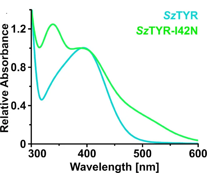Open access visualization of Line Plot, UV-Vis Spectra, Oxidation Products, SzTYR, SzTYR-I42N