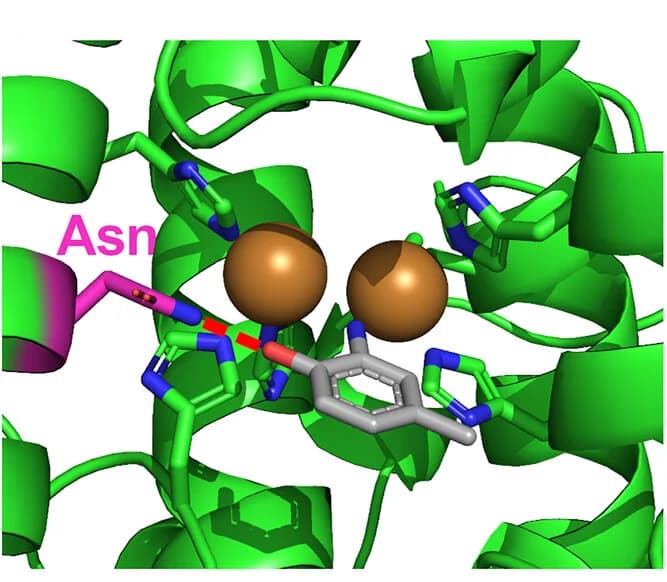 Open access visualization of Protein Structure, Chemical Structure, Docking Poses, 2A4MP, SgGriF