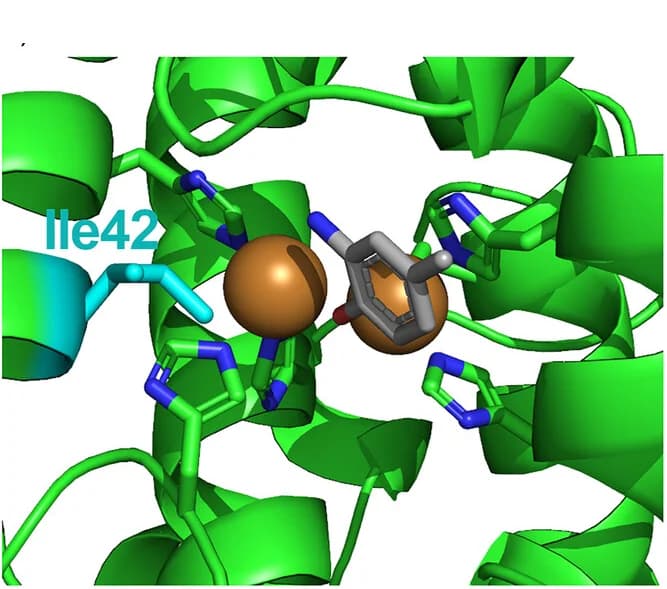 Open access visualization of Protein Structure, H-bonding, SzTYR, Isoleucine, Asparagine