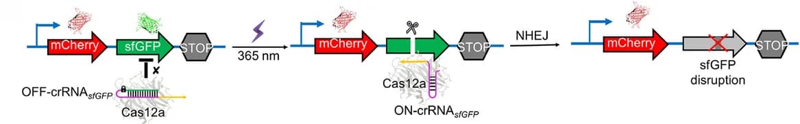 Open access visualization of Workflow, Illustration, Gene Editing, Fluorescent Reporter Gene, Cas12a