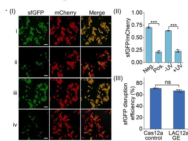 Open access visualization of Bar Plot, Error Bars, Microscopy, Photo, Gene Knockout